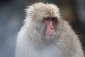 Snow monkey head close up