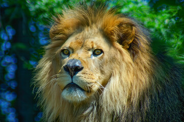 portrait of a lion