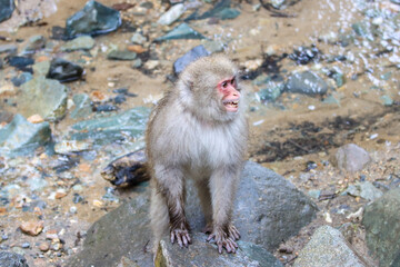 An agitated snow monkey adult