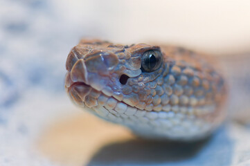 aruba island rattlesnake
