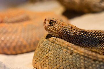 aruba island rattlesnake