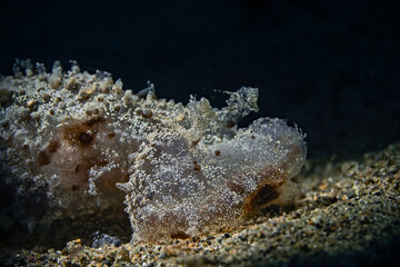 Green Melibe (Melibe Viridis) Dendronodit Nudibranchs)