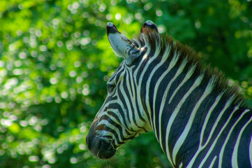 zebra in the zoo