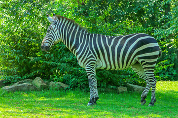 zebra in the grass