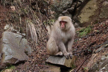 An snow monkey sitting on a rock