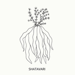 Shatavari ,Asparagus racemosus, or shatamull. Hand drawn of medical herb. Alternative ayurvedic medicine