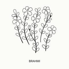 Hand drawn botanical vector illustration. brahmi flower, plant and leaves. Bacopa Monier. Indian pennywort.