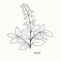 vector drawing tulsi, holy basil, Ocimum tenuiflorum, hand drawn illustration
