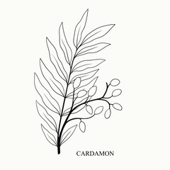 Branch of cardamom plant with leaf and berry. Ink cardamom herbal illustration