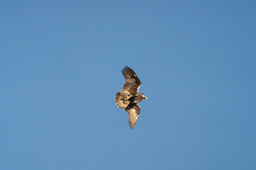 Spanish imperial eagle, Iberian imperial eagle, Spanish eagle or Adalbert's eagle - Aquila adalberti in flight with spanned wings. Photo from Sierra de Gredos Mountain in Spain. Vulnerable specie.