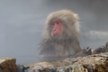 Cute snow monkey bathing in a hot spring - Jigokudani natural park