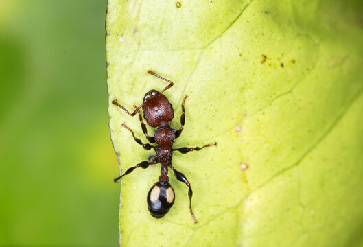 Close up of an ant on a leaf