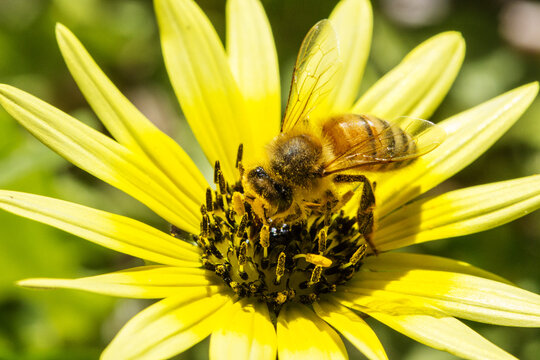 Pollen covered bee on cape weed flower