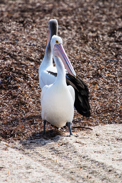 Two pelicans back to back