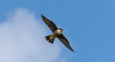 Obraz premium Peregrine falcon soaring high in the sky bird of prey wildlife photography nature blue sky avian predator flight on transparent background