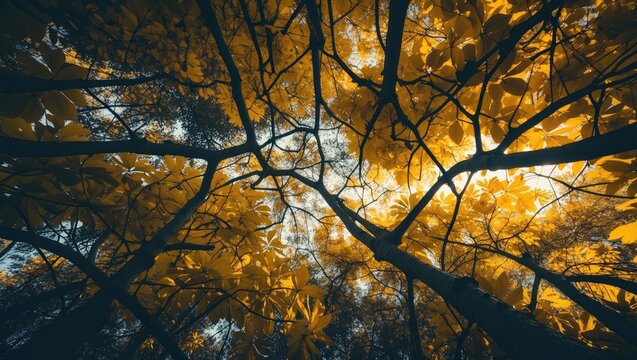 Perspective of forest foliage with intricate branch and leaf patterns from beneath the treetops