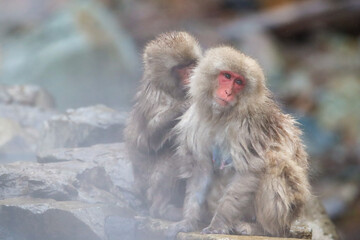 Portrait of Japanese macaques grooming close to an hot spring
