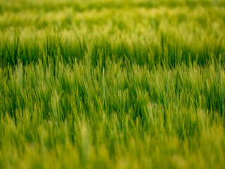 Gerstenfeld in der Abendsonne