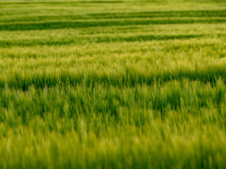 Gerstenfeld in der Abendsonne