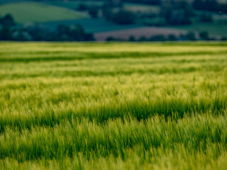 Gerstenfeld in der Abendsonne