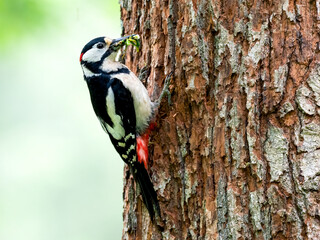 Buntspecht (Dendrocopos major)