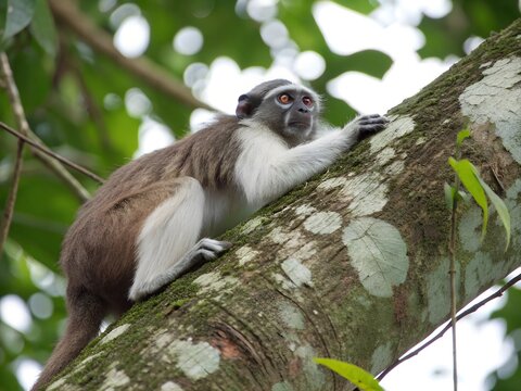 Silvery brown bare face tamarin white footed tamarin resting on tree trunk. A monkey is sitting on a tree branch. The monkey is brown and white.