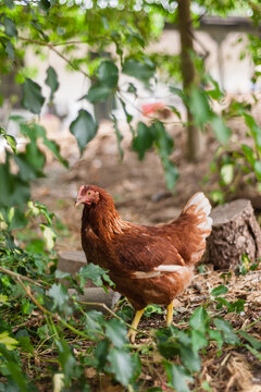 young isa brown pullet hen