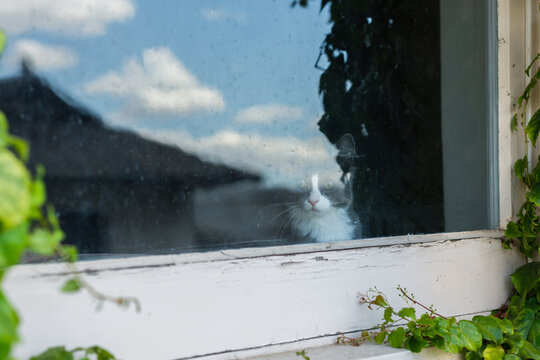 cat inside looking through window