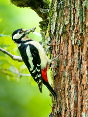 Buntspecht (Dendrocopos major)