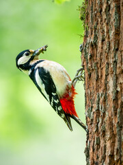 Buntspecht (Dendrocopos major)
