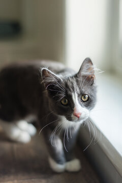 shy grey kitten standing on the wooden floor