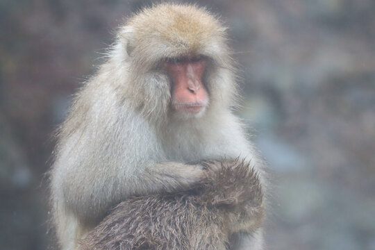 Close-up of an mother snow monkey and baby