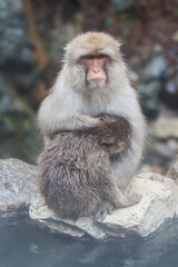 Naklejka premium Portrait of an mom and baby snow monkey