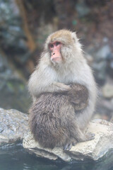 Closeup of an snow monkey with baby sitting at the edge of an hot spring