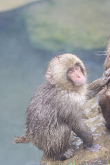 Obraz premium Cute wet baby snow monkey 