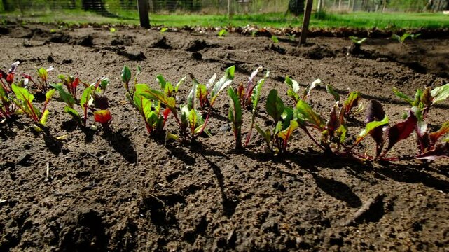 Sunny day while very young red beets growing in two rows after planting veggies into san rich soil - moving camera sideways from right to left