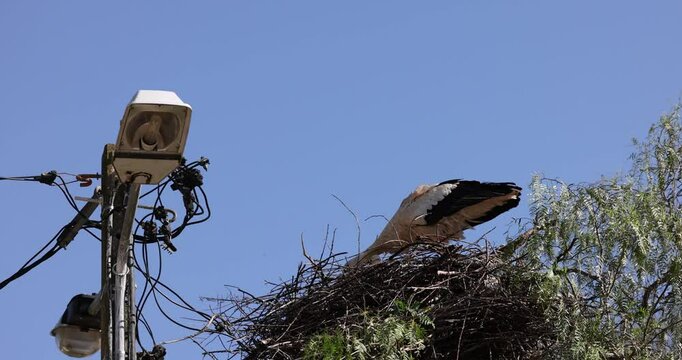 Silves, Algarve, Portugal, white storks inside the village.