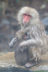 Baby macaque hugging his mother while breast feeding