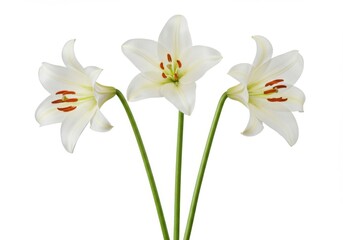 Obraz premium white narcissus on white background,Easter lily, Lilium candidum, lilly flower white, Lilium brownii, White Lily, white lily, three flowers, white background, floral, botanical, plant, elegant, pure.