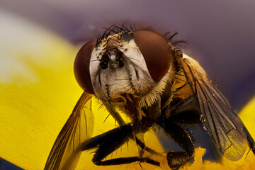 cabeza de mosca en macro extremo a 5X	