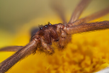 araña en primer plano en macro extremo 