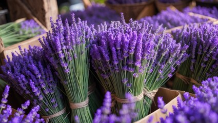 Naklejka premium Recently gathered lavender plants tied and prepared for sale, highlighting vivid colors against a rustic backdrop. Ideal for botanical, agricultural, or natural product themes.