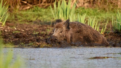 wild boar lies in the mud in spring on the bank of a forest pond