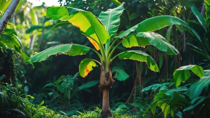 Fototapeta premium Organic young plant with broad green leaves in a fertile garden environment