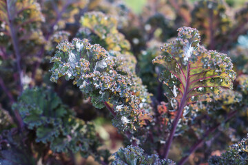 Young woman gardening in a lush vegetable garden and greenhouse. Harvesting tomatoes and carrots, watering, pruning, and caring for plants in a peaceful, slow life setting