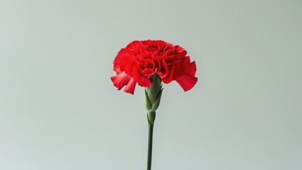 Red Carnation Displayed on a White Background