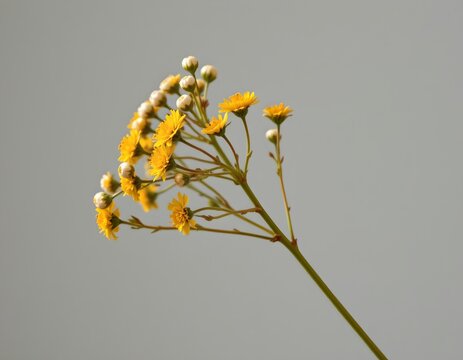 a single yellow flower with white accents and multiple small buds surrounding it. the background is a nondescript gray, providing a soft contrast to the vibrant flower