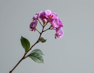 a single pink flower with five petals and a darker colored center, adorned with small white flowers and green leaves, resting on a surface against a light grey background