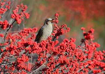 A Brown-eared Bulbul (Hypsipetes amaurotis) feeds on red berries in Korea. Ideal for nature, wildlife, and educational use.

