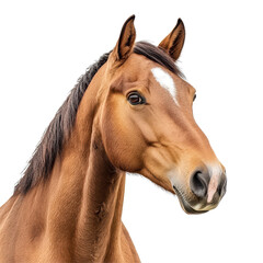 Fototapeta premium Elegant horse portrait captured against a pristine white background showcasing the beauty of equine features, Horse portrait isolated on white background